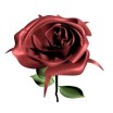 rose